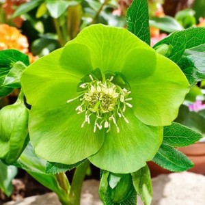 Ciemiernik Single Green 1 szt. doniczka P9