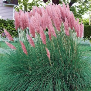 Trawa pampasowa różowa Rose Plume 1 szt. doniczka P9 0,5 l