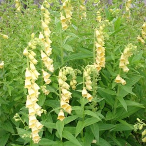 Digitalis grandiflora Naparstnica zwyczajna 1 szt.