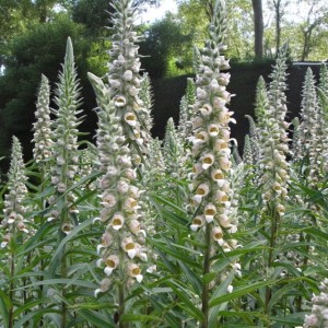Digitalis lanata Naparstnica wełnista 1 szt.