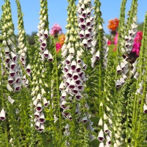 Digitalis Naparstnica Pam's Choice 1 szt.