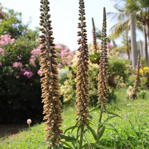 Digitalis parviflora Naparstnica czerwona 1 szt.