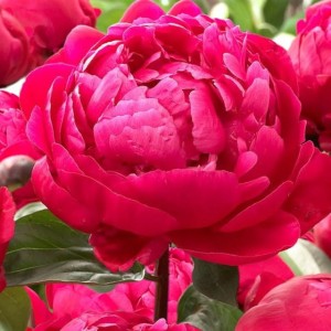 Paeonia Piwonia Red Sarah Bernhardt 1 szt.