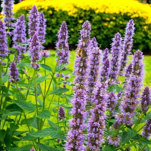 Agastache Kłosowiec Blue Fortune 1 szt doniczka P9