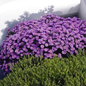 Aster krzaczasty Professor Anton Kippenber 1 szt.