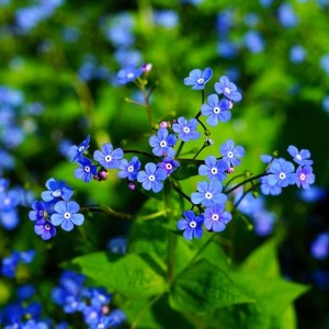 Brunnera wielkolistna macrophylla P9 1 szt.