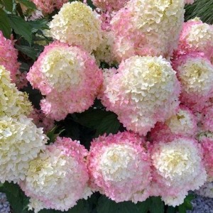 Hortensja bukiet. 'Magical Sweet Summer' P9 1 szt.