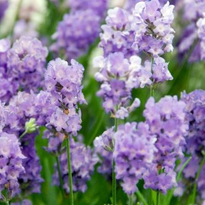 Lavendula Lawenda Cedar Blue 1 szt. doniczka P9