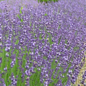 Lavendula Lawenda Contrast 1 szt. doniczka P9