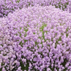 Lavendula augustifolia Lawenda Rosea 1 szt. P9