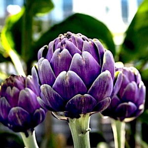 Cynara scolymus Karczoch Purple Romagna 1 szt.