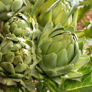 Cynara scolymus Karczoch Green Globe 1 szt.