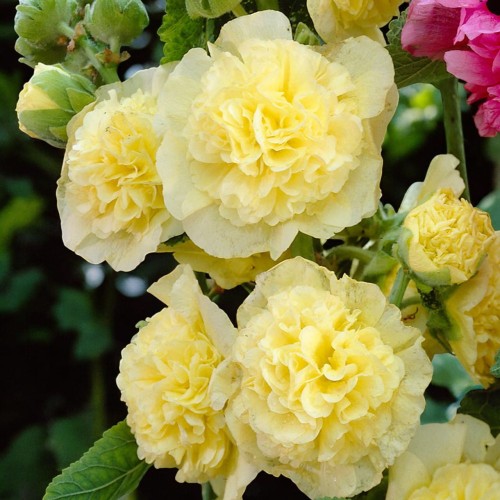 Alcea Malwa pełna Double Yellow 1 szt. P9