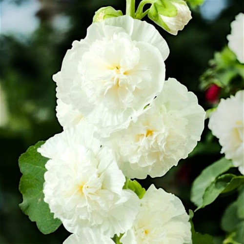 Alcea Malwa pełna Double White 1 szt. P9