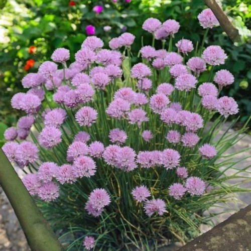 Czosnek szczypiorek Allium schoenoprasum 1 szt. doniczka P9