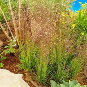 Briza Media Drżączka średnia 1 szt. doniczka P9