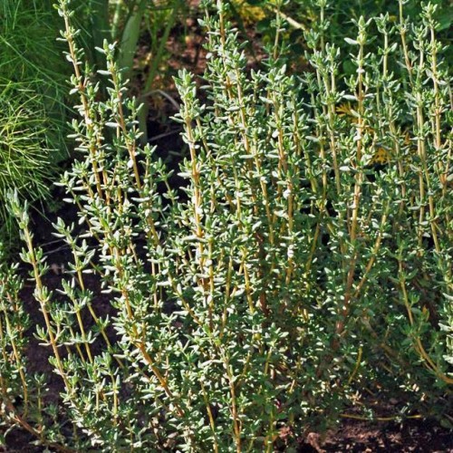 Thymus Tymianek pospolity Deutsche Winter 1szt. P9
