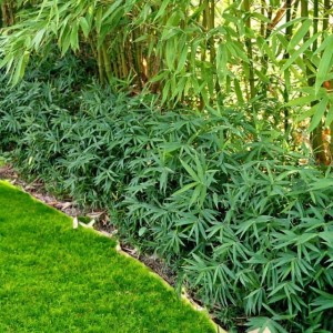 Bambus karłowaty Pleioblastus pygmaeus 1 szt. P9