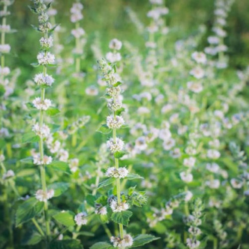 Melissa Officinalis Melisa lekarska 1 szt. doniczka P9