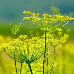 Koper włoski Foeniculum Vulgare P9 1 szt.