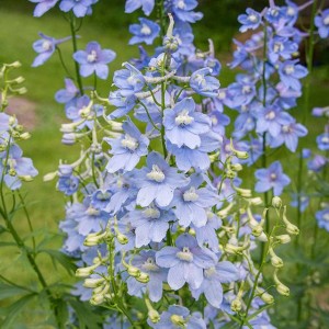 Delphinium Ostróżka Cliveden Beauty 1 szt. P9