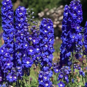 Delphinium Ostróżka King Arthur 1 szt. P9