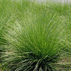 Festuca Kostrzewa Mairei doniczka P9 1 szt.