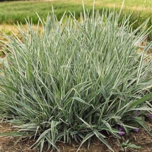 Mozga trzcinowata Phalaris Picta 1 szt. P9