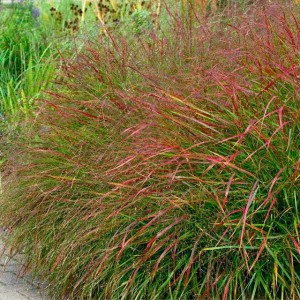 Panicum Trawa Proso Rózgowate Squaw 1 szt. P9