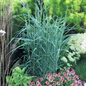 Panicum Proso Rózgowate Prairie Sky P9 1 szt.