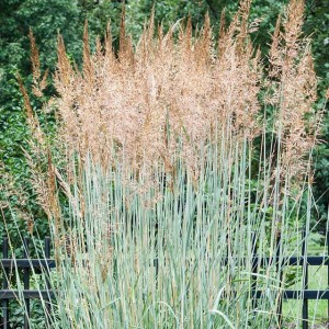 Panicum Proso Rózgowate Prairie Sky P9 1 szt.