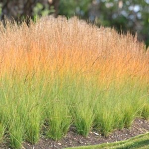 Molinia Trzęślica modra Heidebraut 1 szt. P9