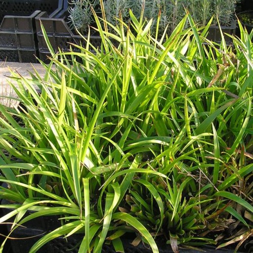 Luzula Sylvatica – kosmatka olbrzymia 1 szt. doniczka P9