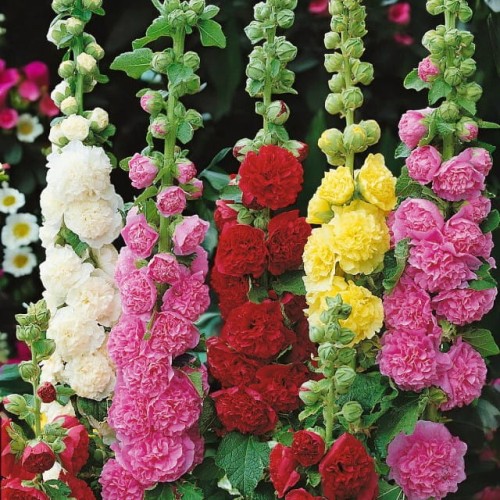 Alcea Malwa pełna mix Double Gemengd 1 szt. P9