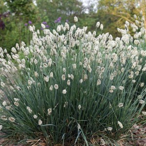 Sesleria Caerulea błękitna zimozielona P9 1 szt.