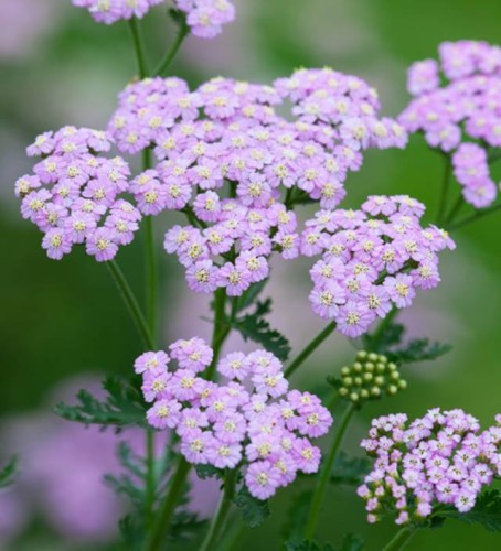 Achillea Krwawnik pospolity Lilac Beauty 1 szt. P9