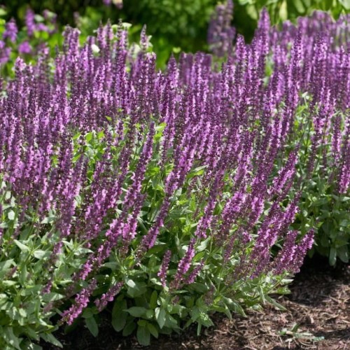 Salvia Szałwia omszona Rose Queen 1 szt. doniczka P9