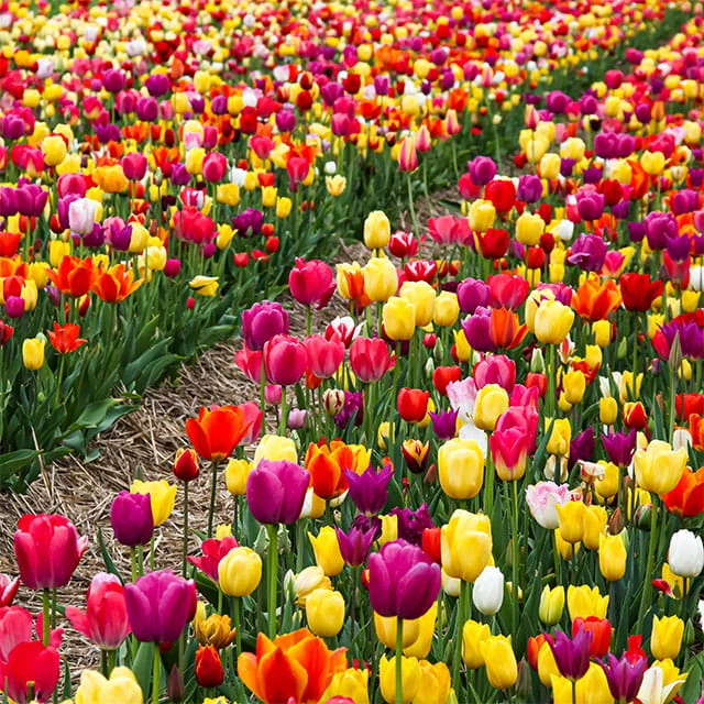 Tulipan polski cebulki