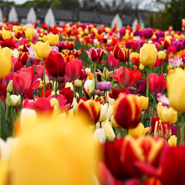 Tulipan mix (3).jpg