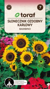 Słonecznik ozdobny karłowy Bambino 2g  / T /