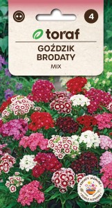 Goździk brodaty mix 1g  / T /