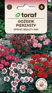 Goździk pierzasty Spring  Beauty 0,5g  / T /