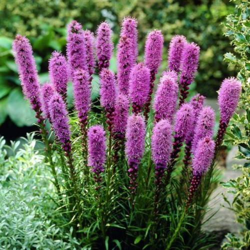 Liatris spicata Liatra kłosowa 1 szt. doniczka P11