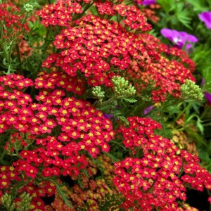 Krwawnik pospolity Paprika 1 szt. doniczka P11