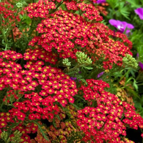 Krwawnik pospolity Paprika 1 szt. doniczka P11