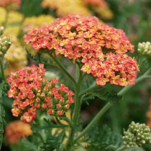 Krwawnik pospolity Terracotta 1 szt. doniczka P11