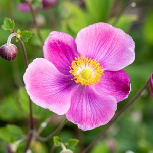 Anemon Zawilec Praecox 1 szt. doniczka P11