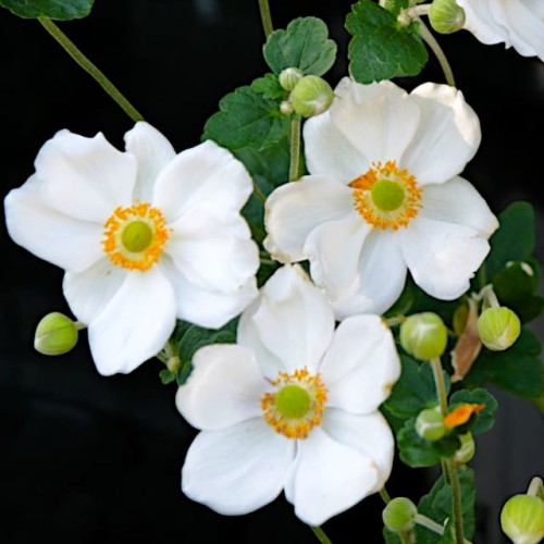 Anemon Zawilec Honorine Jobert 1 szt. doniczka P11