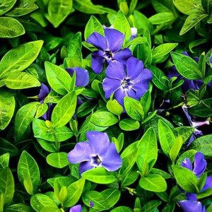 Barwinek pospolity Blue 1 szt. doniczka P11