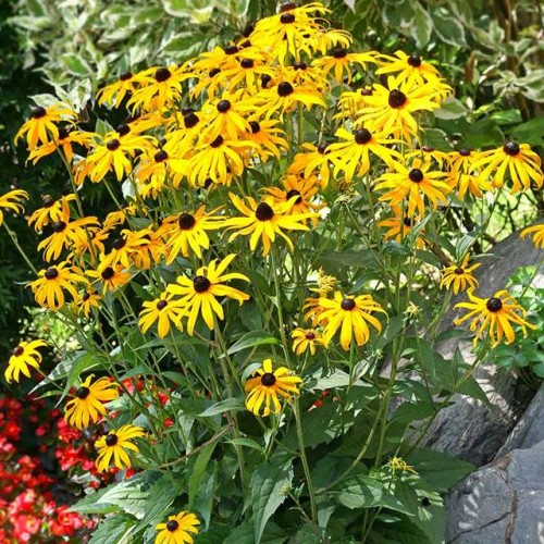Rudbeckia Rudbekia Goldsturm 1 szt. doniczka P11